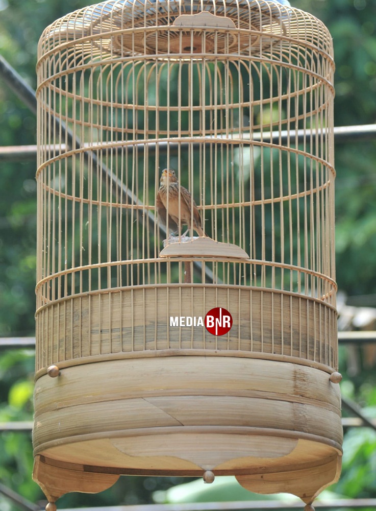 Salah satu pejantan Javanica