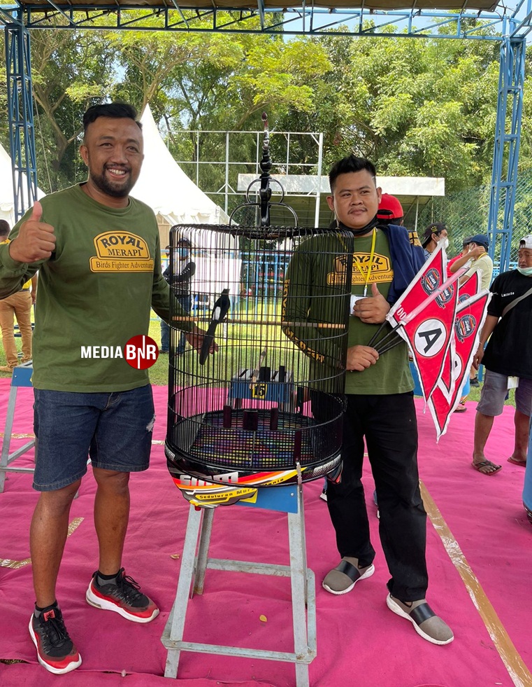 Singa Afrika Koncer A mutlak